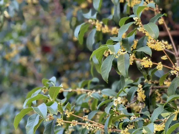 民信配资端 终于等到！徐汇康健园的三百余株桂花全面盛放，香极了！